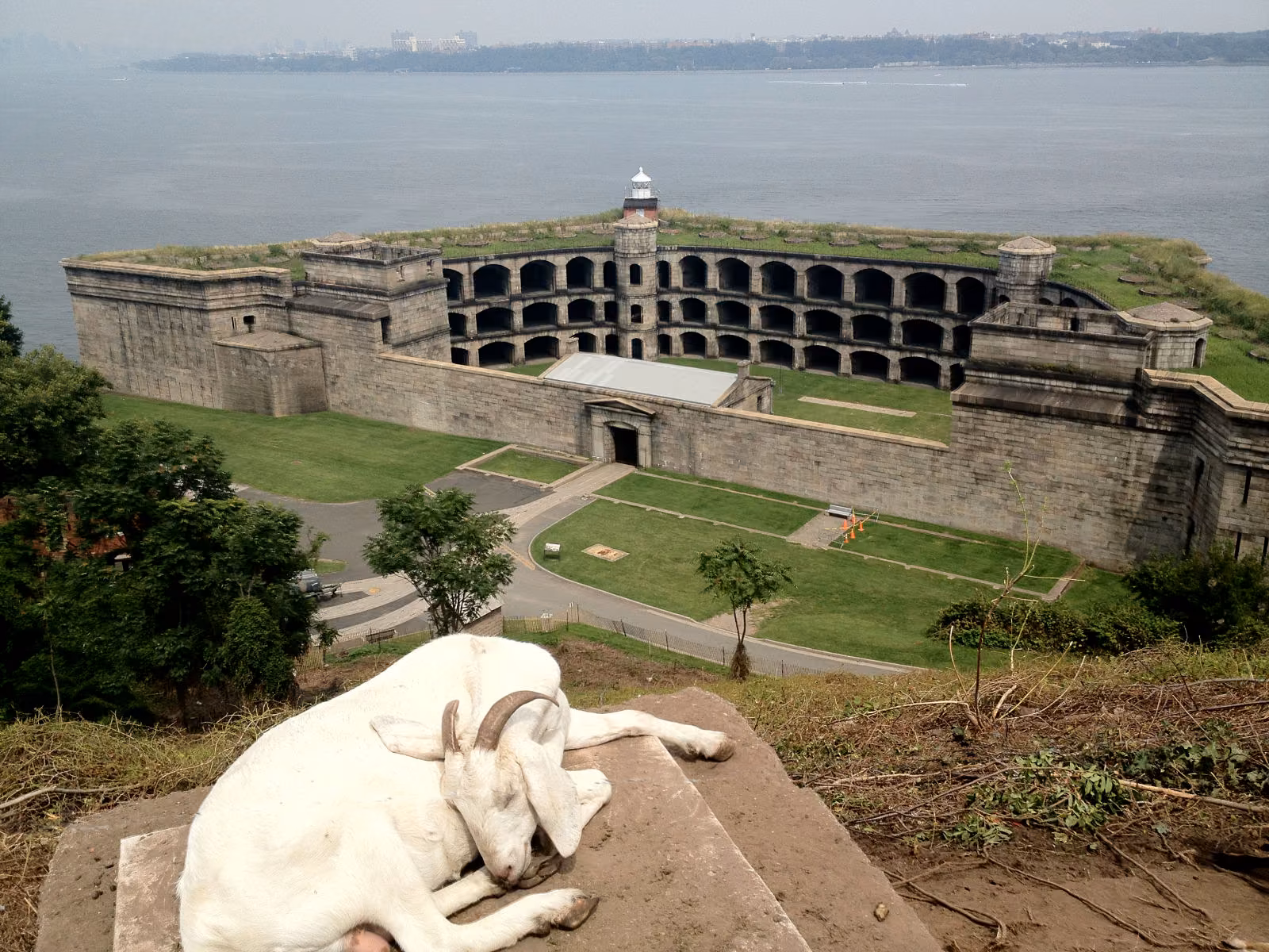 White goat lying on a ledge above a stone fort at the water's edge